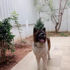 This is the happy face of Mr. Wolf, a majestic Akita, feeling right at home with us. Earning the trust of powerful and intelligent breeds like his is something we are incredibly proud of.