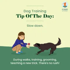 If I could give only one piece of advice, it would be this: slow down. Whether you're on a walk, training a new skill, or grooming, there's no rush. The slower and more patient you are, the stronger your bond will be.
