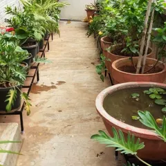 A long view of a walkway garden. Our stands allow for a lush display of plants on both sides, including a large water lily bowl, turning a simple path into a garden experience.