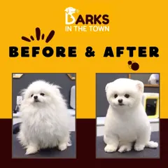 From a fluffy cloud to a perfectly sculpted teddy bear look. This before and after on a white Pomeranian shows how a precision haircut can create a completely new and adorable silhouette.