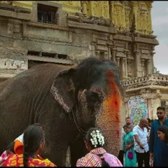 The temple elephant blessing devotees at the Virupaksha Temple in Hampi. A unique cultural experience on our heritage trips.