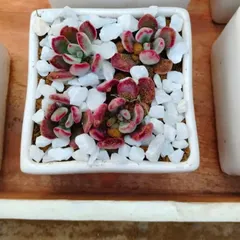 This beautiful Echeveria with its red-tipped leaves is a stunning and resilient gift. Potted in a white ceramic cube, it's a small piece of living art.