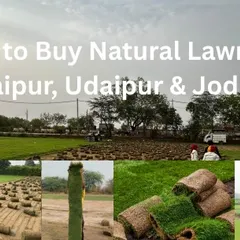 Looking for natural lawn grass in Jaipur, Udaipur, or Jodhpur? I am a leading supplier in Rajasthan, providing fresh turf rolls for all needs.