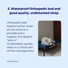 Quality sleep is vital for a dog's health, especially for seniors. I provide orthopedic beds that support their joints and ensure they get the undisturbed, restorative rest they need.