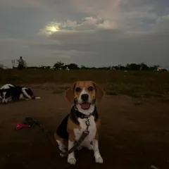 A happy beagle enjoying a moment of rest under the evening sky during an outdoor adventure. These hikes aren't just about exercise; they are about creating positive, calming experiences in new environments.