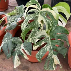 Another gem from our collection, the Monstera Thai Constellation. Its leaves are speckled with creamy white variegation, resembling a starry night sky. We source these rare plants for clients who want something truly unique.