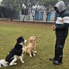 A key part of my training philosophy is teaching calm focus, even in a group. Here, I'm working with a Border Collie and a Golden Retriever, guiding them to wait patiently for their reward. This kind of impulse control training is fundamental for a well-behaved and balanced dog.