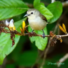 The Nilgiri Flowerpecker is a tiny bird endemic to the Western Ghats. They are crucial pollinators and seed dispersers, especially for mistletoes, playing a vital role in the health of their forest home.