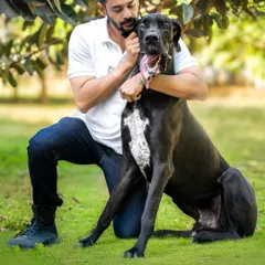 The pure, unconditional love between a man and his Great Dane. This outdoor portrait captures a quiet moment of connection and companionship under the shade of a tree.