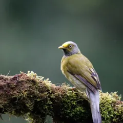 The Grey-headed Bulbul is endemic to the moist evergreen forests of the Western Ghats. Its subtle colors and yellow throat make it a beautiful, understated gem.