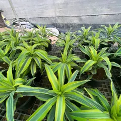 These young Dracaena 'Song of India' plants are getting ready in our nursery. Their bright, variegated leaves will bring a splash of sunshine to any indoor space.