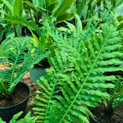 The intricate, wavy leaves of this fern add a touch of lush, woodland beauty. We celebrate the diversity of green plants, and this one's unique texture makes it a favorite.