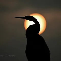 Fleeting sunsets often make me leave whatever I am doing. To watch one with a bird, its snake-like form silhouetted in the heart of the fading sun, is a profound experience. It feels as though God alone is the painter of such sublime beauty.