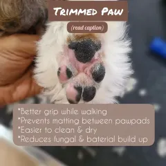 This is a properly trimmed paw. With the hair cleared from the pads, the dog has better grip, it's easier to keep clean, and the risk of fungal or bacterial buildup is significantly reduced.