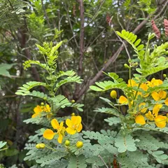 Bright yellow flowers of a native Senna shrub bloom in the Badshahpur Forest Corridor, providing a vital source of nectar for local pollinators.