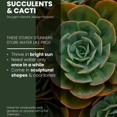 Succulents and cacti are drought-tolerant and design-forward. These sturdy stunners store water like pros, thrive in bright sun, and come in sculptural shapes and cool tones, perfect for windowsills.