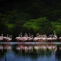 It often looks like a pre-flight briefing. Before taking to the skies, Greater Flamingos gather in groups, seemingly awaiting instructions. This moment captures the social dynamics and organized nature of these incredible birds before a mass take-off.
