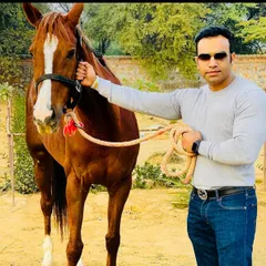 A client standing with his handsome chestnut horse. We work to match the right horse with the right person, ensuring a partnership that will last for years.