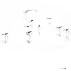 This is an exercise in minimalism, shot at the Chanakya lake in Navi Mumbai. By using a high-key technique, the water becomes a white canvas, isolating the delicate forms of the black-winged stilts and a lone egret. It is about finding balance and stillness in the frame.