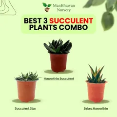 This 3-succulent plant combo is a perfect gift for the festive season. It includes a Haworthia, a Succulent Star, and a Zebra Haworthia, all of which are easy to care for and add natural beauty to any space.