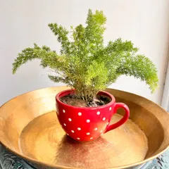 Think outside the pot. A colorful, polka-dotted mug can make a cheerful and unconventional home for a delicate Asparagus Fern.