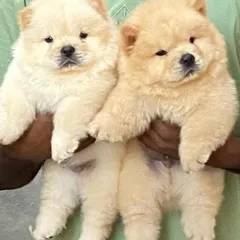 I am proud to present these two exceptional Chow Chow male puppies. They have the classic lion-like appearance with a dense, fluffy coat and are calm by nature, ready to become the centerpiece of a loving family.