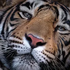 An extreme close-up portrait of a tiger, focusing on the texture of its nose and whiskers. This intimate perspective turns a portrait into a study of form and detail.