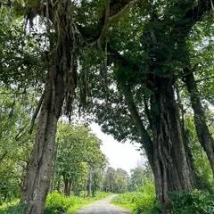 Looking up at these ancient trees, I feel the magic of different paths opening up. Nature is a constant source of wonder and a reminder of the unseen forces that guide us.