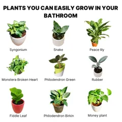 Here is a quick guide to plants that you can easily grow in your bathroom. Species like the Snake Plant, Money Plant, and Philodendron tolerate low light and high humidity well, adding a touch of green to your space.