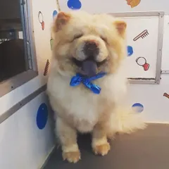 This gorgeous Chow Chow is all smiles after his grooming session. I specialize in handling thick coats to ensure a comfortable and beautiful result.
