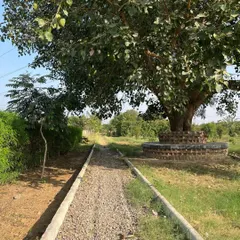 A simple yet serene garden path made of gravel, leading to a mature tree with a brick seating area built around its base. This is an example of our naturalistic and functional hardscaping.