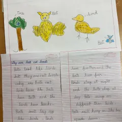This is the beautiful result of a child's independent work. After learning about bats, they expressed their understanding through detailed drawings and written sentences. This shows the integration of language, art, and scientific exploration.