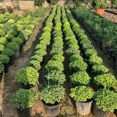A stunning aerial view of our Chrysanthemum beds, showcasing the sheer volume and health of our seasonal plants.