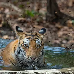 The Dhawajhandi female (DJ) from Kanha National Park, cooling off in a waterhole surrounded by bees. She is a bold tigress, and this image captures her intense, confident stare.