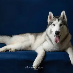 This relaxed portrait of a Siberian Husky lying against a deep blue backdrop has a calm and regal feel. The solid color complements his beautiful coat, creating a clean and striking fine art image.