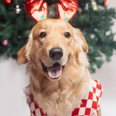 Getting into the festive spirit with a happy Golden Retriever rocking his reindeer antlers. My holiday sessions are designed to be fun and cheerful, creating perfect portraits for your Christmas cards and holiday memories.