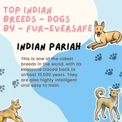 Let's celebrate our amazing desi dogs. First up is the Indian Pariah, one of the oldest and most intelligent breeds in the world, known for being highly trainable and resilient.