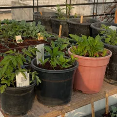 A few snapshots from the past few months of setting up my vegetable garden. From empty pots and seedling trays to a terrace full of growing plants, it's a journey that requires a lot of work but is incredibly satisfying.