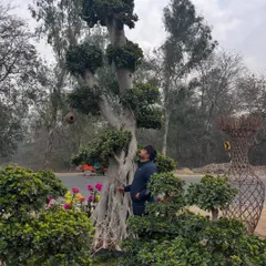 A beautifully shaped Ficus bonsai tree installed in a public roundabout. These living sculptures add a touch of artistry and nature to urban spaces.