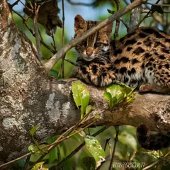 A shy and nocturnal Leopard Cat, perfectly camouflaged, peers down from the safety of a tree branch. Spotting this smaller wild cat requires a keen eye and a quiet approach in the dense forest.
