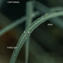 "Capturing rain through my lens." A macro shot of raindrops collected on a single blade of grass, turning a simple detail into the hero of the photograph.