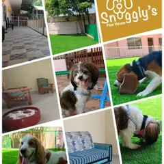 A snapshot of everything we offer: sunny outdoor spaces, comfy indoor spots, and lots of happy furry faces.