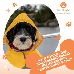 To keep dogs engaged during the monsoons with limited outdoor time, our air-dried chews are a perfect solution. Lamb trotters, quail, and fish heads offer an appetizing and stimulating indoor activity.