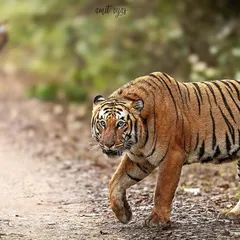 A classic Corbett scene with two tigers, Trishul and the Grassland Female, on a jungle track. Understanding their territories and relationships helps in anticipating such incredible sightings.