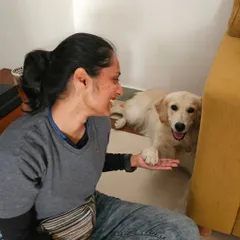 A happy morning with this sweet Golden Retriever. Building a connection based on trust and positive reinforcement is the foundation of my training method. A happy dog is a trainable dog.