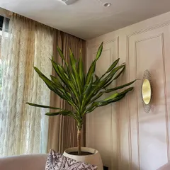 A single, elegant Dracaena Massangeana in a large white pot can make a huge statement. Placed in this living room corner, it adds a touch of drama and draws the eye upwards, making the space feel taller.