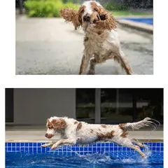 A collage of Chase the cocker spaniel's aquatic adventures. These action shots capture the shake-off after a swim and another graceful dive into the pool.