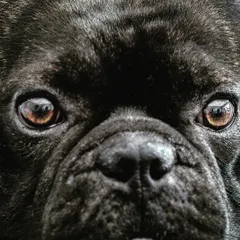A dramatic, close-up portrait of a French Bulldog. This intense shot focuses entirely on the eyes, which are full of expression and soul. Can you guess the breed?
