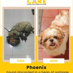 The journey of Phoenix, from being found discarded in a heap of garbage to becoming a happy, healthy dog. This transformation is a testament to what is possible with dedicated care and your support.