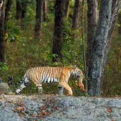 A tigress carries food back to her cubs in Kanha National Park. This is a rare glimpse into the maternal side of these powerful predators, showcasing the instinct to provide and protect.